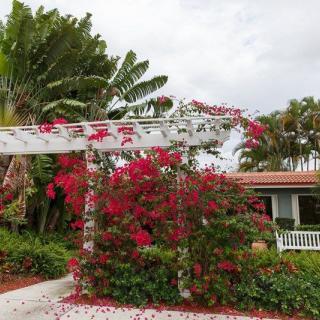 A beautiful garden with a pergola covered in vibrant red bougainvillea, surrounded by tropical plants near a house.
