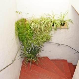 A stairwell adorned with lush potted plants and greenery.