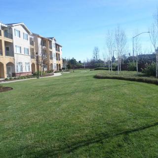 A sunny view of apartment buildings with a large grassy lawn and trees.