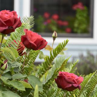 Vibrant red roses bloom in a garden, with their reflection visible in the nearby window.