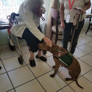 A therapy dog providing comfort to an elderly individual in a care facility.