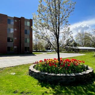 A vibrant spring scene featuring a flowering tree and a circular bed of tulips in front of a building.