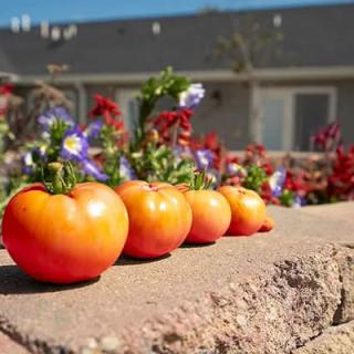 Four ripe tomatoes sit on a garden ledge surrounded by colorful flowers on a sunny day.
