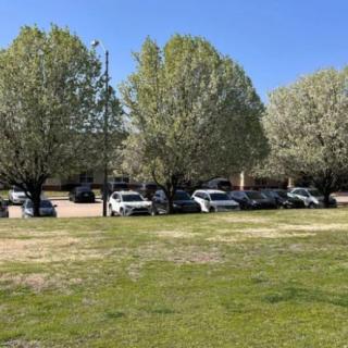 A row of cars parked under blooming trees on a sunny day.