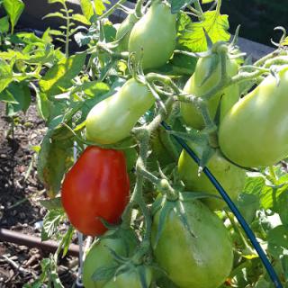 A vibrant garden scene showcasing a ripe red tomato among green tomatoes on the vine.