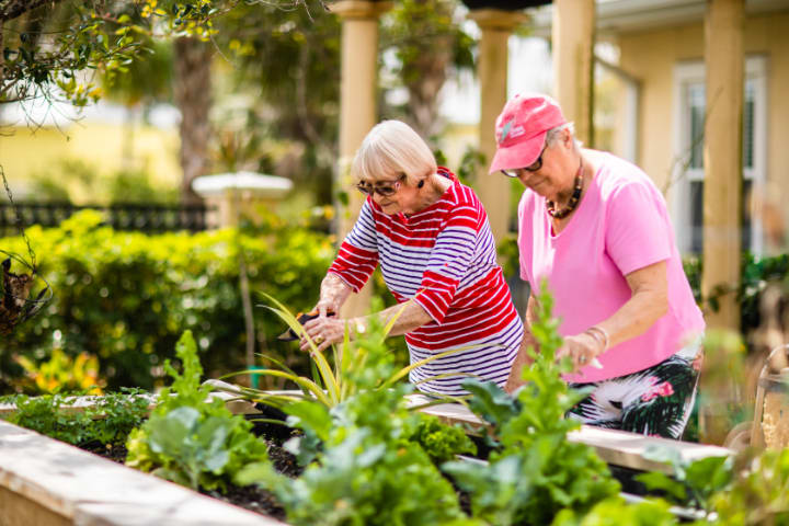 Two seniors enjoying gardening together outdoors.