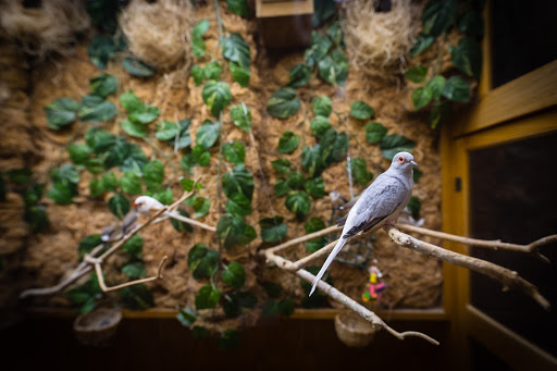 Two beautiful budgerigars perched on branches amidst lush greenery.