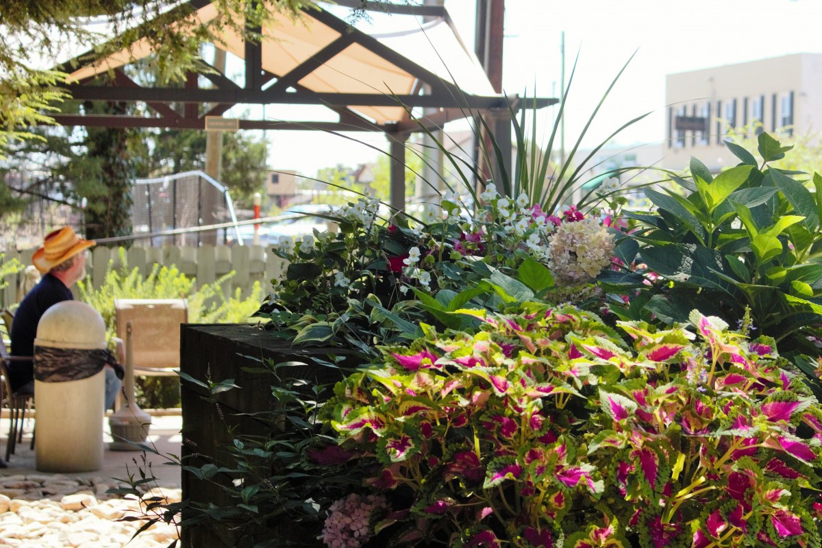 A vibrant garden filled with colorful flowers under a sunny sky.