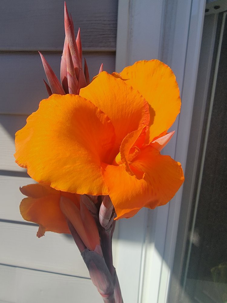 A vibrant orange flower in full bloom against a background of siding.