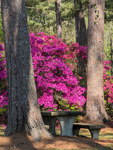 A vibrant display of pink azaleas surrounded by tall trees in a peaceful garden setting.