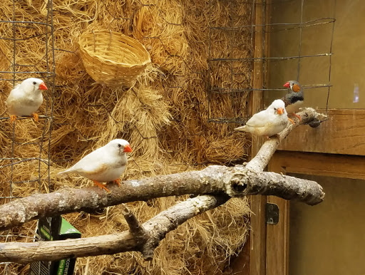 Two finches perched on a branch inside their enclosure.