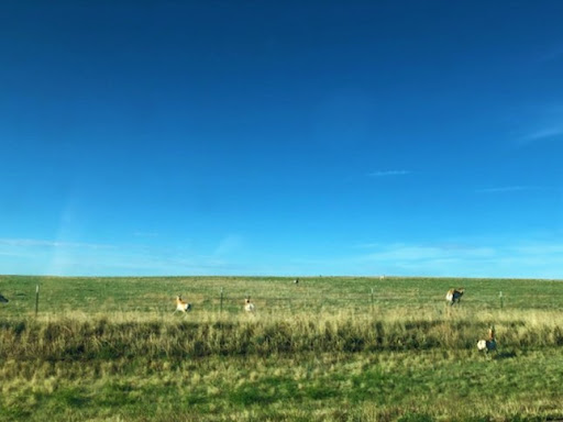 A serene view of a grassy field under a clear blue sky.