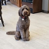 A fluffy dog sitting on a light-colored floor indoors.