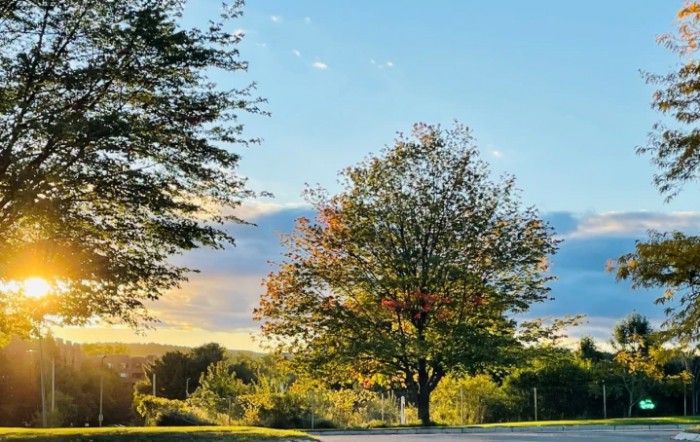 A serene landscape featuring a large tree under a clear, blue sky at sunset.