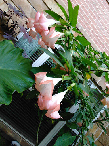 A beautiful display of pink flowers surrounded by lush green leaves, adding a touch of nature's elegance.