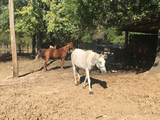 Two horses roaming in a sunny pasture.