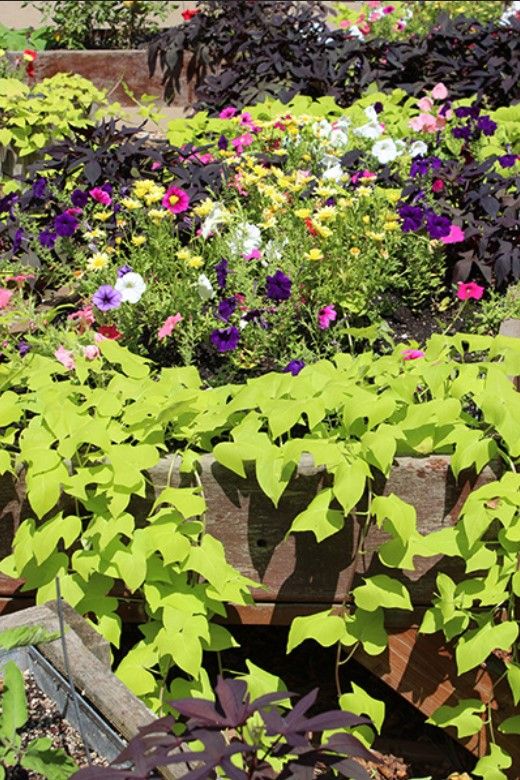 A vibrant garden with various colorful flowers and lush green plants.