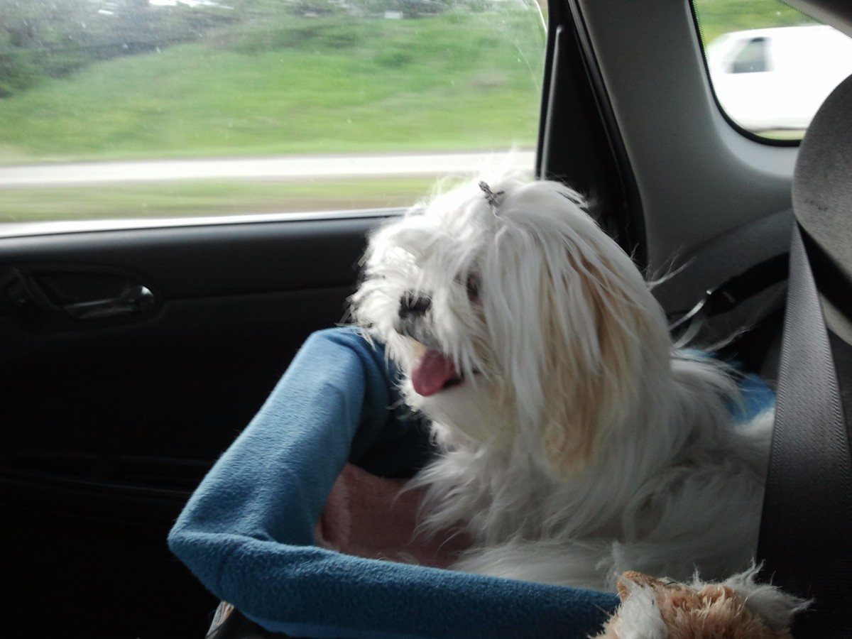 A fluffy white dog sitting in a pet seat inside a car.