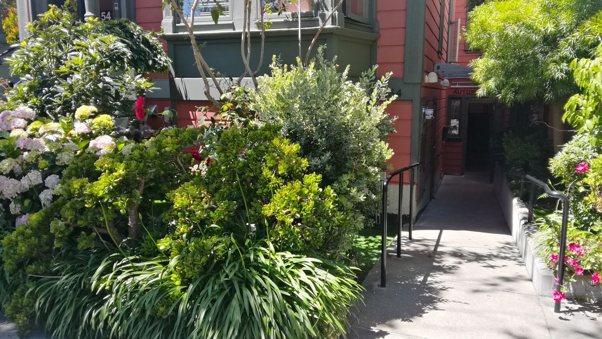 A lush garden with diverse plants in an urban setting, bathed in sunlight.