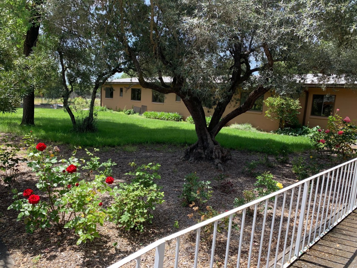 A peaceful garden scene with a tall tree, blooming flowers, and a house in the background.