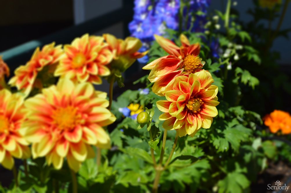 Vibrant yellow and orange dahlias in full bloom in a garden setting.