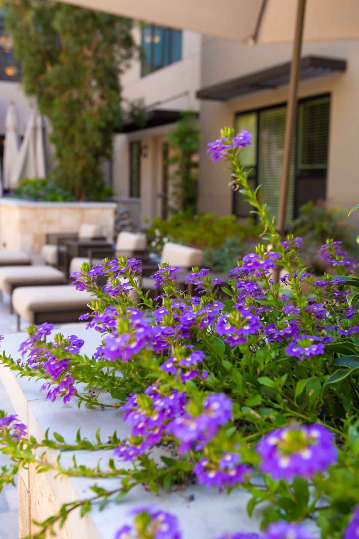 A serene patio with vibrant purple flowers and inviting outdoor seating.