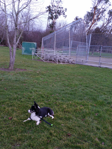 A dog relaxing on the grass near a baseball field in the evening.