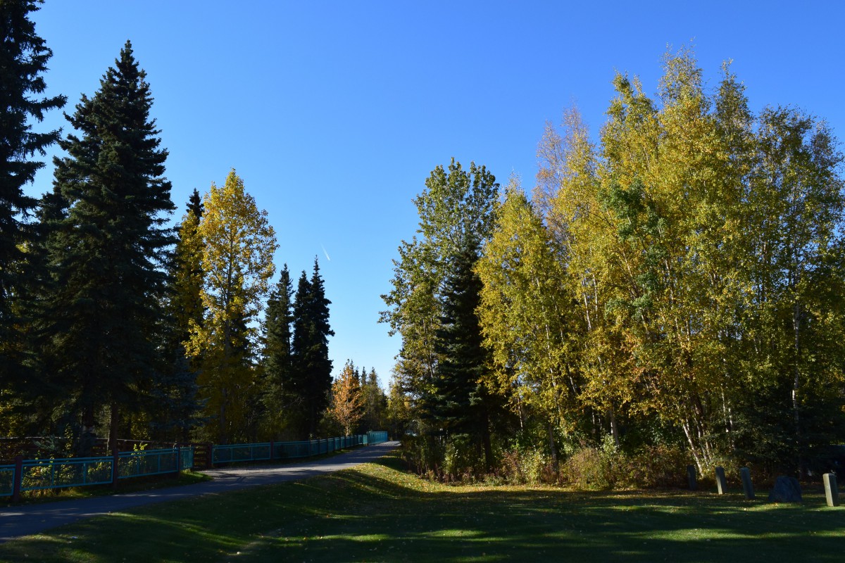 A serene park scene with trees under a clear blue sky.