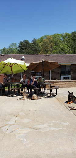 A sunny day at the park with people relaxing and dogs enjoying the outdoors.