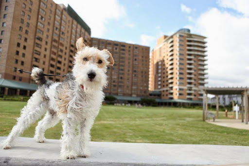 A playful terrier stands proudly in a park with modern buildings in the background.