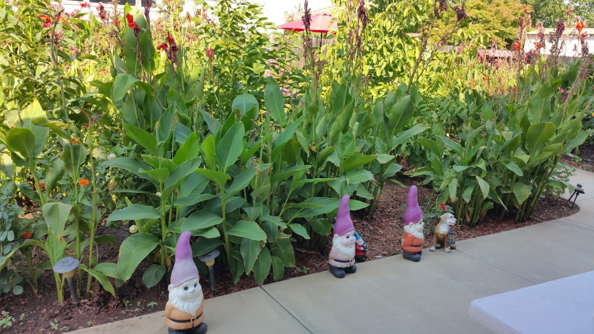 Garden gnomes line a sidewalk next to lush green plants.