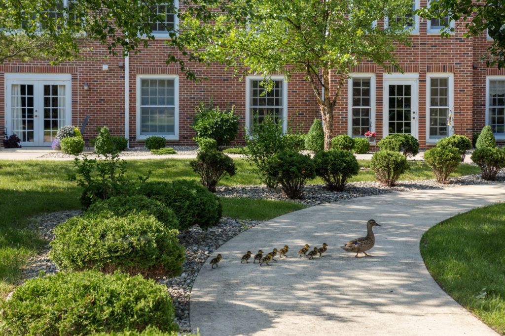 A mother duck leads her ducklings across a paved path in front of a building surrounded by greenery.