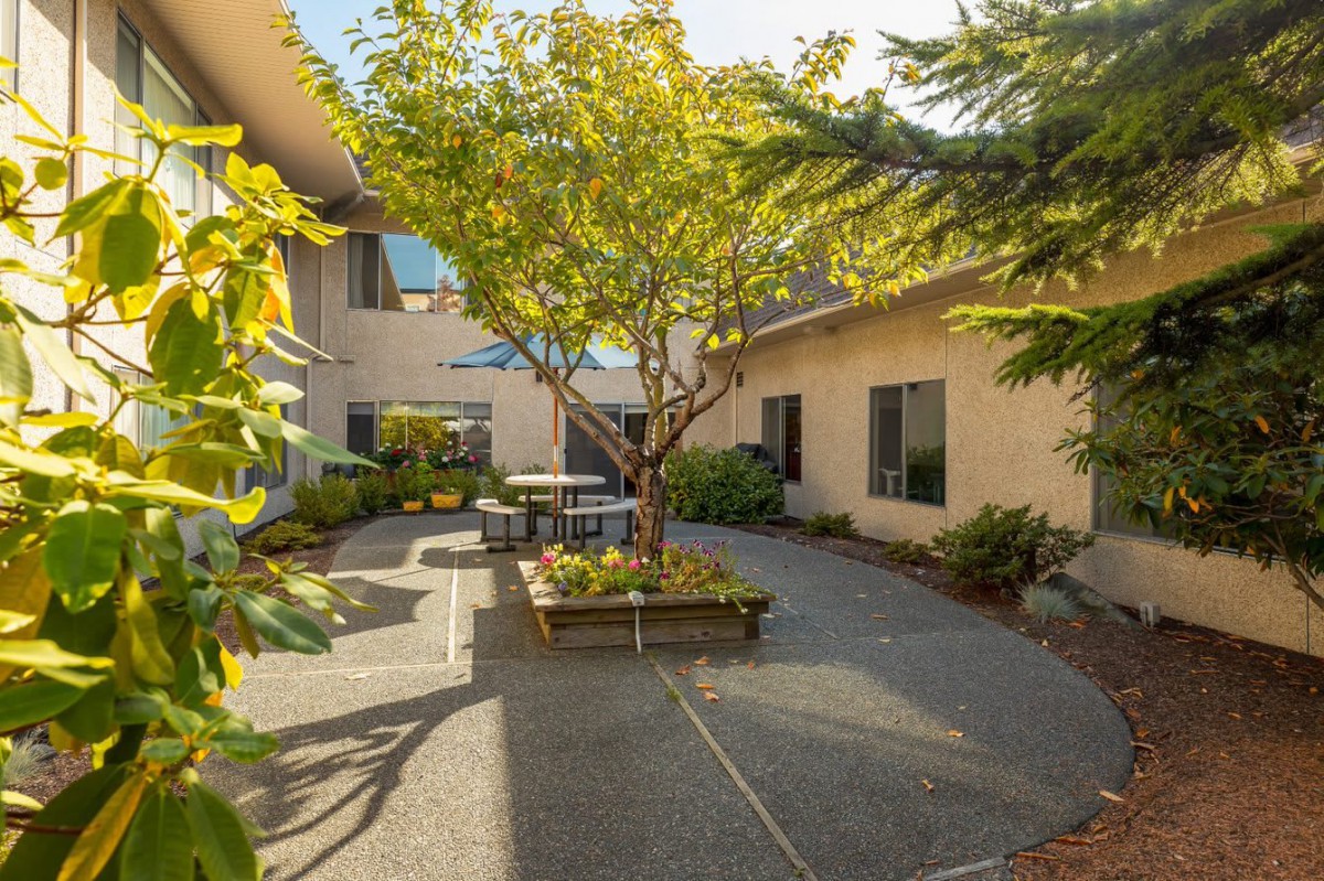 A serene courtyard with a central tree, surrounded by buildings and basked in sunlight.