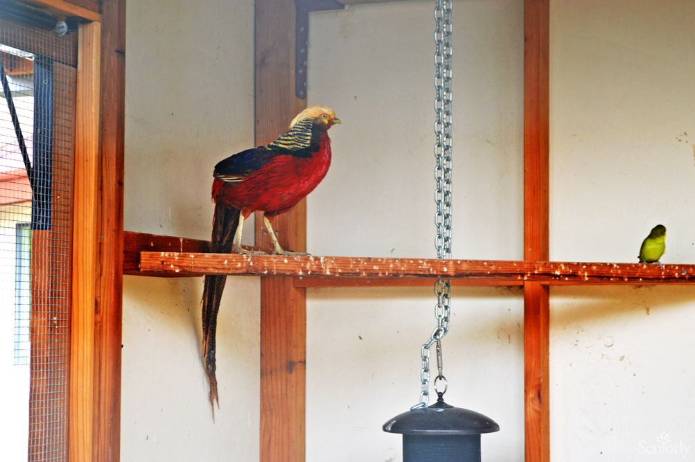 A colorful pheasant perched inside an aviary.