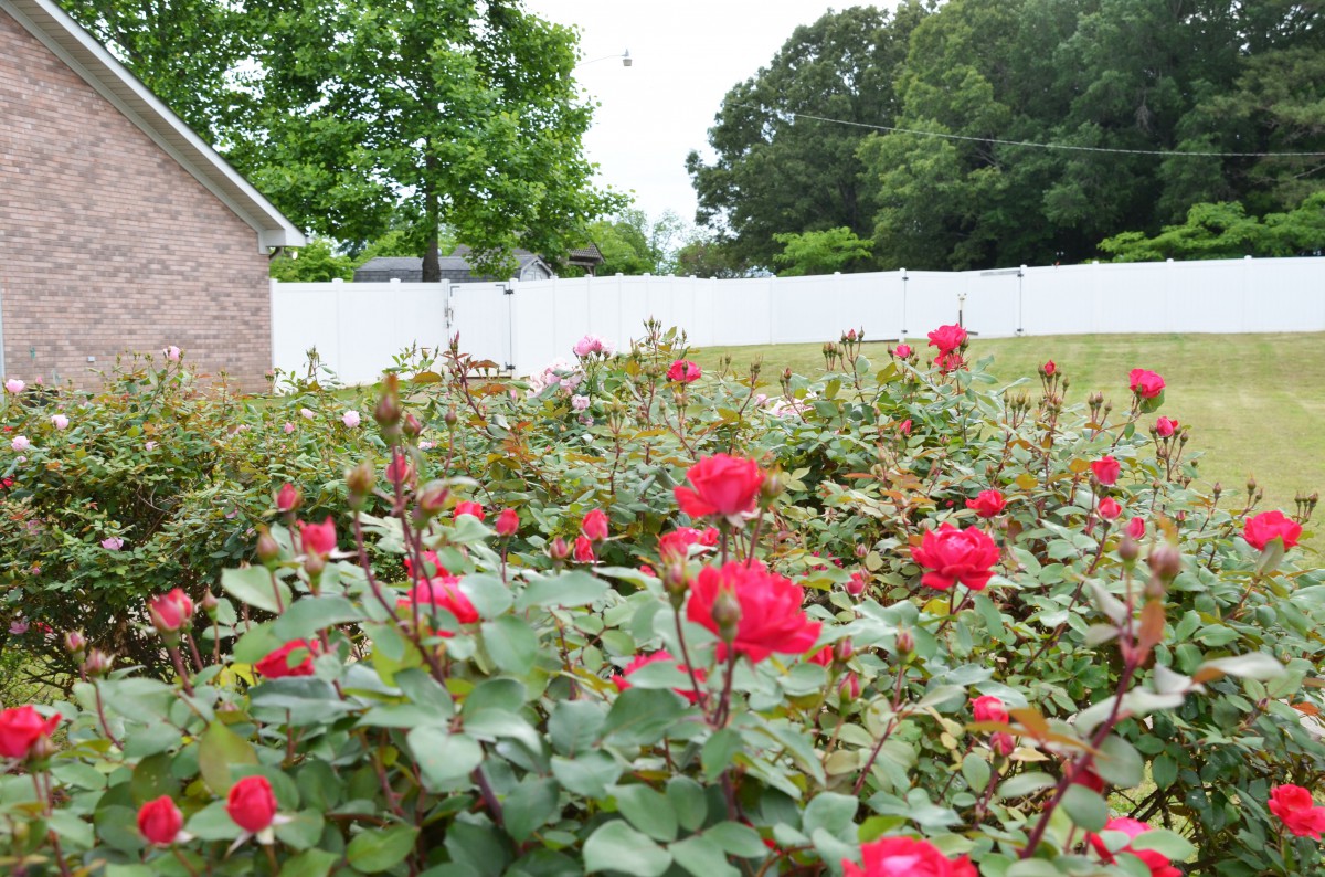 A vibrant garden filled with blooming red roses against a backdrop of lush greenery.