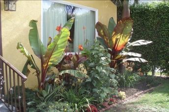 A lush garden with tropical plants in front of a large window.