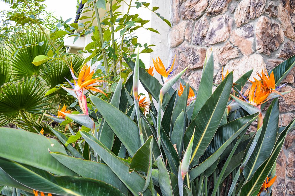 A vibrant Bird of Paradise plant with striking orange blooms and lush green leaves in a garden setting.