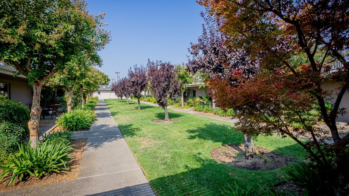 A sunny pathway lined with trees and green grass under a clear blue sky.