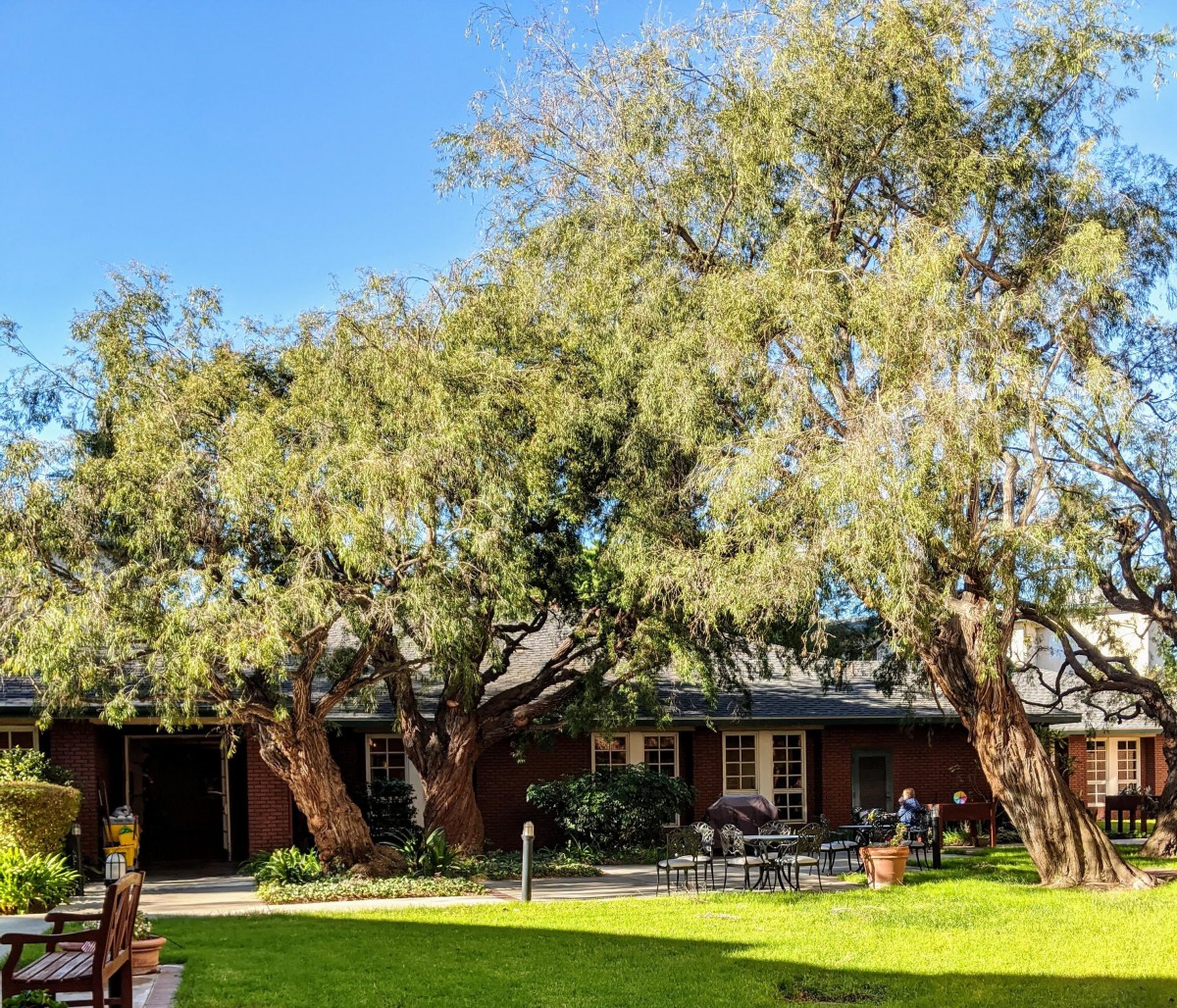 A charming house surrounded by lush trees and a green garden basking in the sunlight.