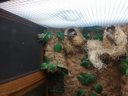 A bird observing its surroundings from a nest in a vibrant habitat.