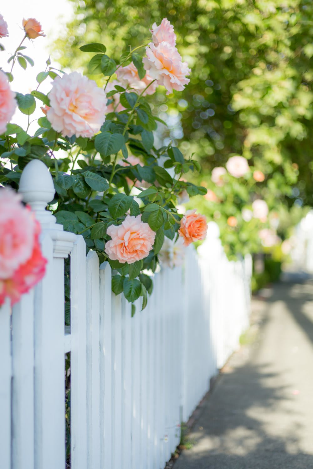 Beautiful pink roses blooming along a charming white picket fence.