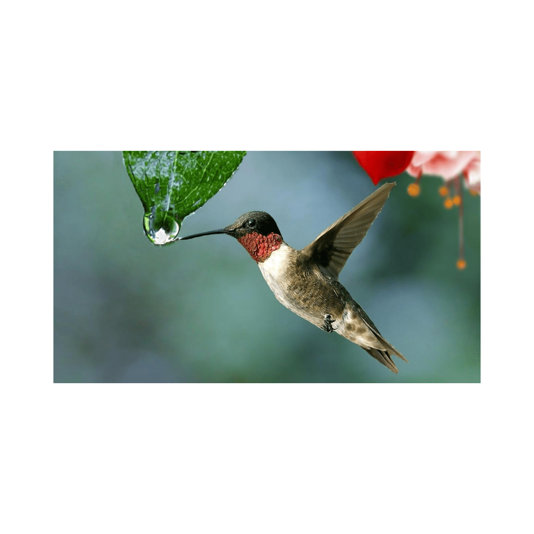 A hummingbird hovers near a flower in a natural setting.