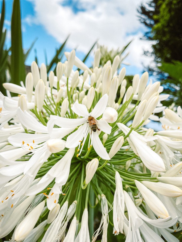 A bee perched on a cluster of white flowers, capturing a moment of natural pollination.