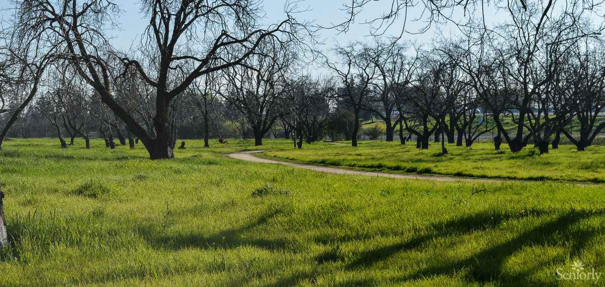 A serene park with a winding path and lush green grass.