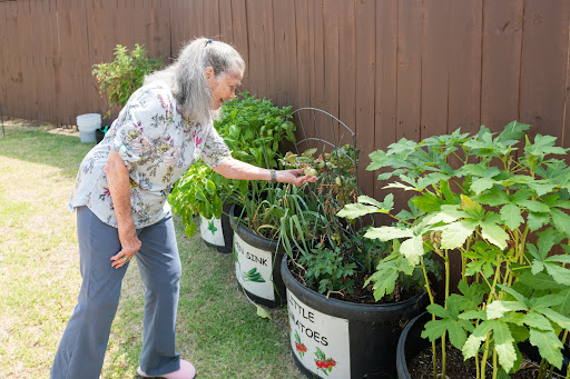 A woman tends to her potted vegetable garden, nurturing her plants in a sunny outdoor space.