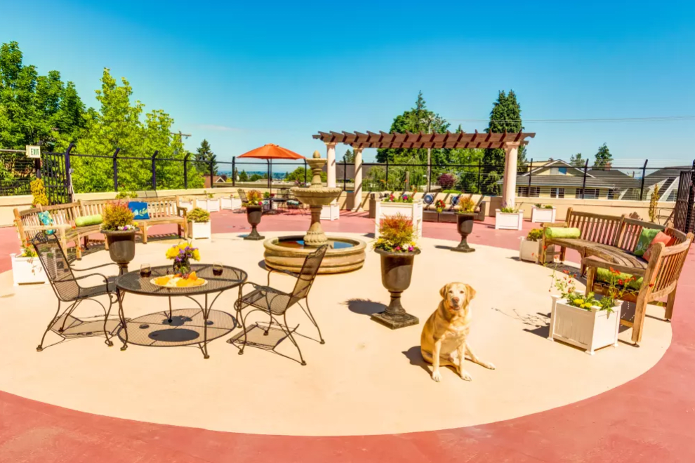 A sunny patio with outdoor furniture and a dog sitting nearby, surrounded by potted plants.