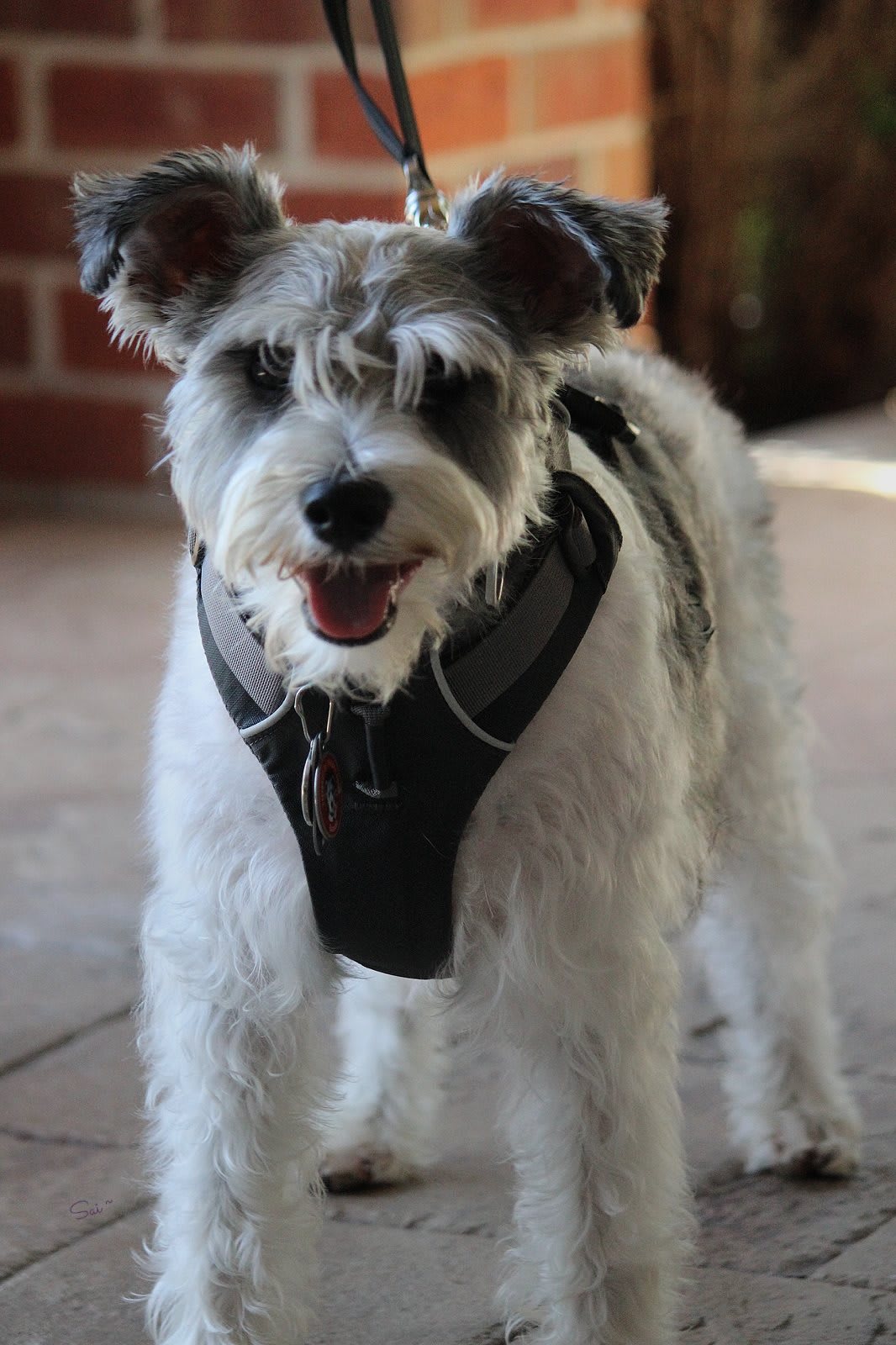 A cute terrier dog wearing a harness indoors.