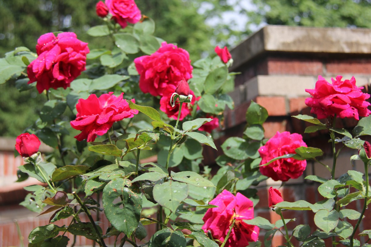 A beautiful cluster of pink roses blooming against a brick wall in a garden.