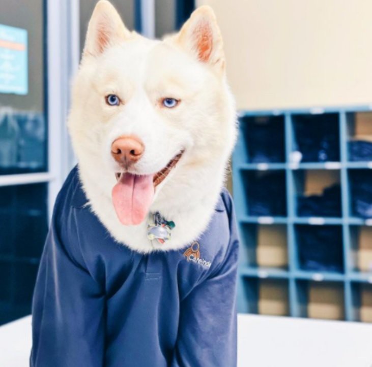 A Husky dressed in a humorous costume resembling a person.