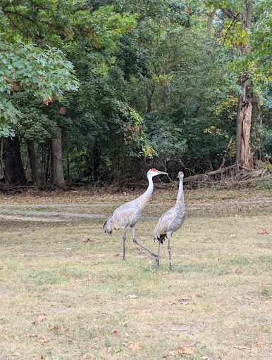 Two cranes standing in a grassy area, surrounded by trees.